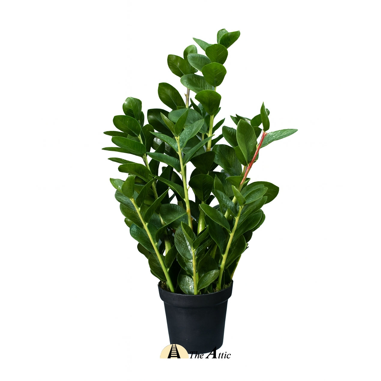 Zanzibar gem, ZZ plant, Zamia, Zamifolia, aroid palm, The Answer Tree, eternity plant, emerald palm - faux plant - artificial plant - theatticdubai.com