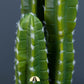 Cereus Cactus Faux Plant - theatticdubai.com