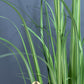 Phormium High Grass Faux Plant, Artificial Plant - theatticdubai.com