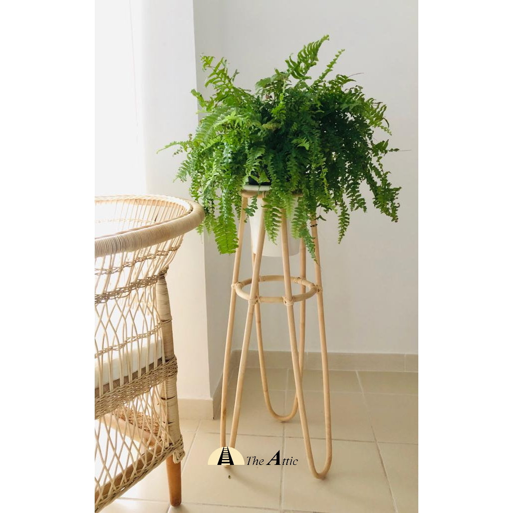 Vanilla Tall Rattan Pot Holder, Natural with White pot