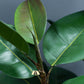 Rubber Plant (Ficus Elastica Melany) Faux Plant 125cm - theatticdubai.com