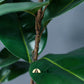 Rubber Plant (Ficus Elastica Melany) Faux Plant 125cm - theatticdubai.com