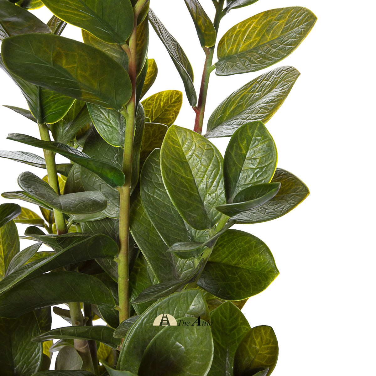 Zanzibar gem, ZZ plant, Zamia, Zamifolia, aroid palm, The Answer Tree, eternity plant, emerald palm - faux plant - theatticdubai.com